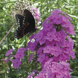 Butterfly machaon