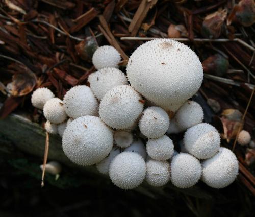 Puffball champignon. Er han spiselig?