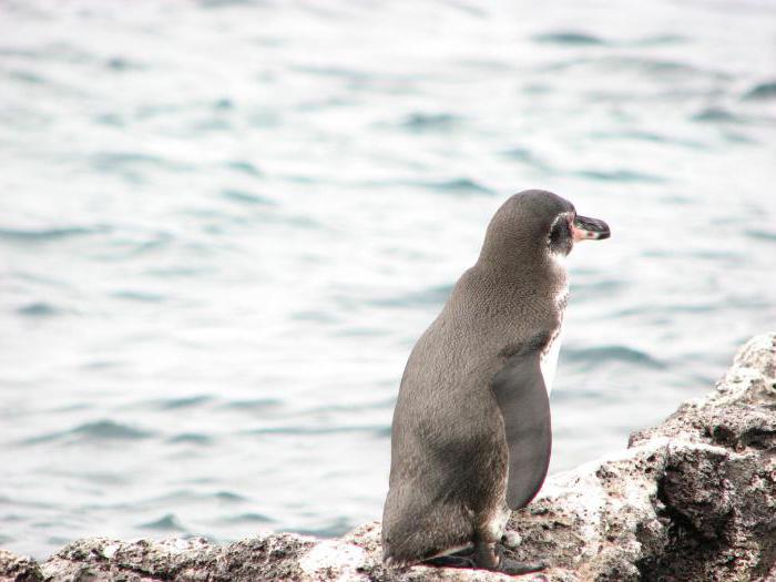 galapagos pingvin billeder