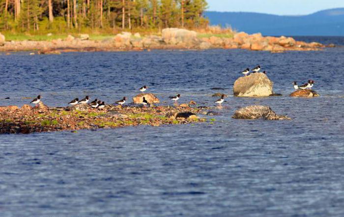 Hvor er Kandalaksha Bay? Beskrivelse, funktioner, foto