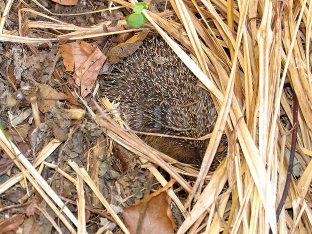 Hvordan hedgehog vinters og hvor han gør det