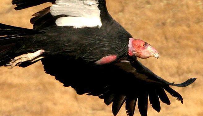 Californisk condor