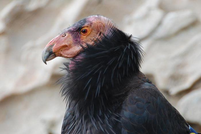  condor billeder