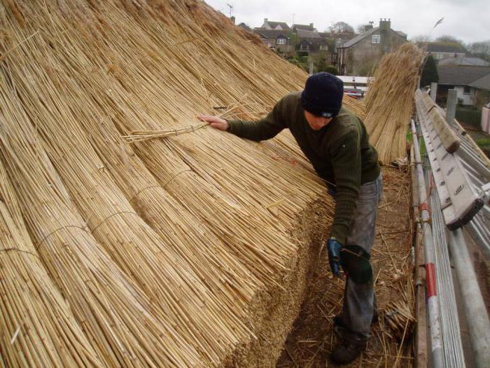 Reed cover: beskrivelse og rolle i økosystemet