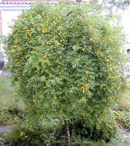 acacia yellow dace tree