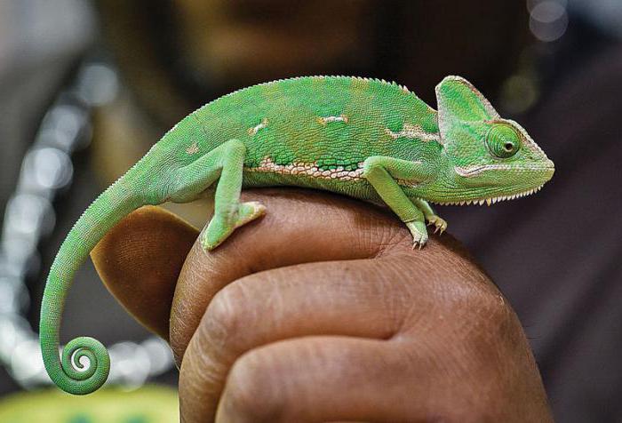 Kontakt zoologiske haver i Skt. Petersborg og taktil kommunikation med dyr