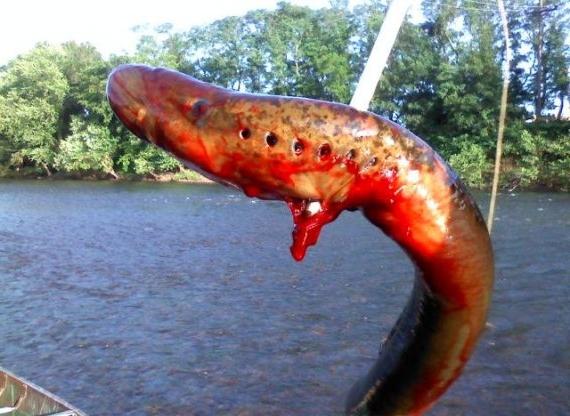 Lamprey er farligt for mennesker eller kun at fiske?