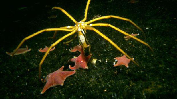 Sea Spider - den mystiske indbygger i dybderne