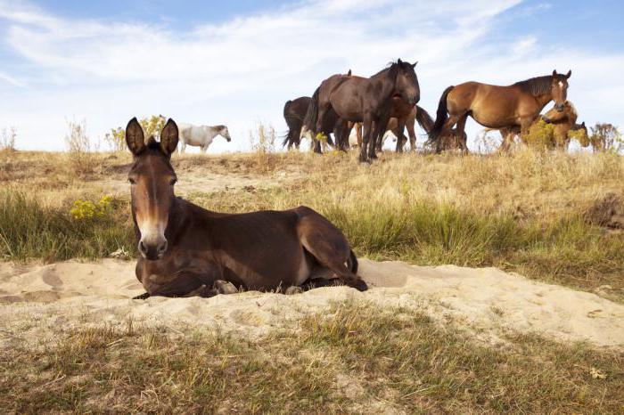 mule hybrid hest og æsel