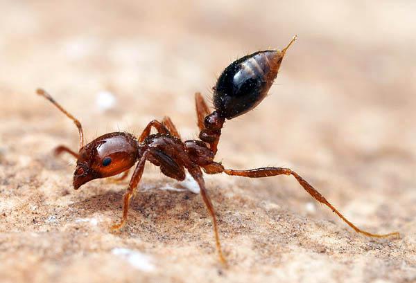 De 10 mest farlige insekter i verden