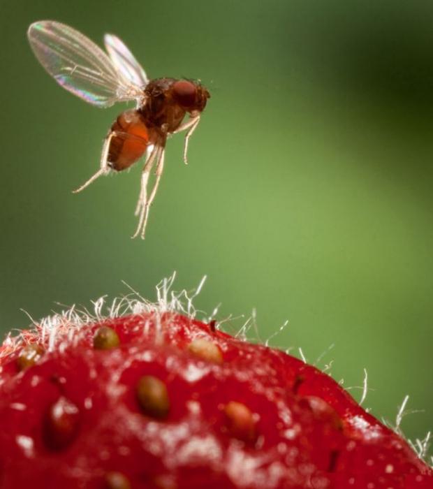 Hvor kommer midges fra?