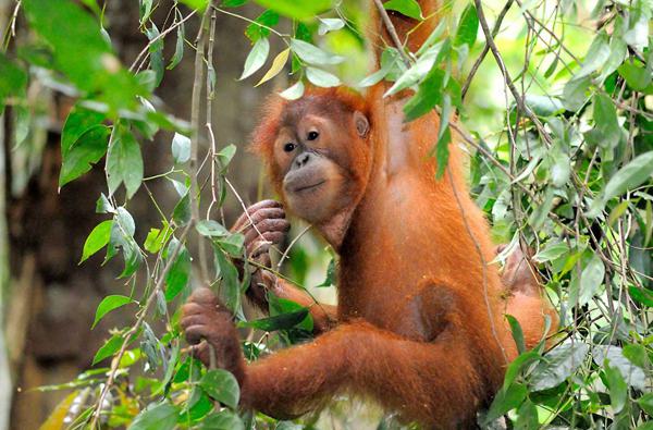 Orangutan Sumatran: beskrivelse og foto