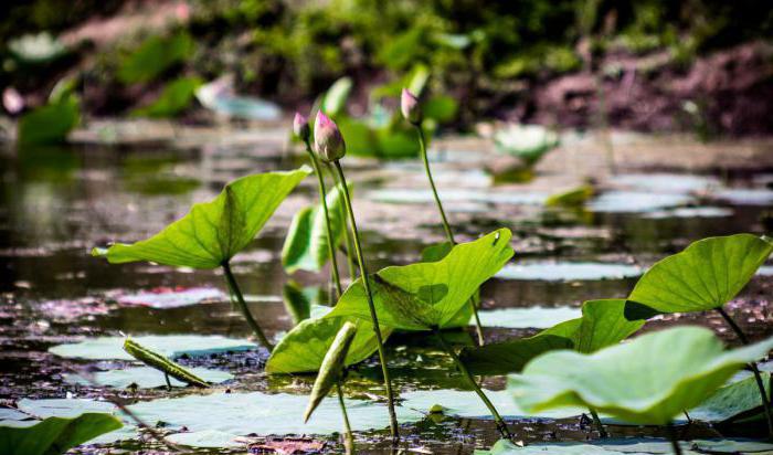 Lotus Lake i Volgograd Region: beskrivelse, natur, udflugter