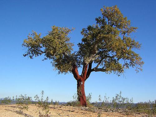 Korktræ: et unikt planteliv