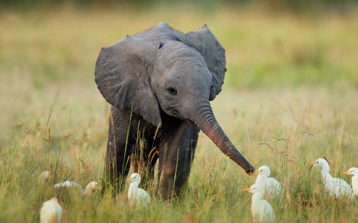 Forventet levetid for en elefant. Hvor mange år lever en elefant under forskellige forhold?