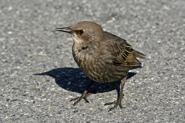 nestling starling foto