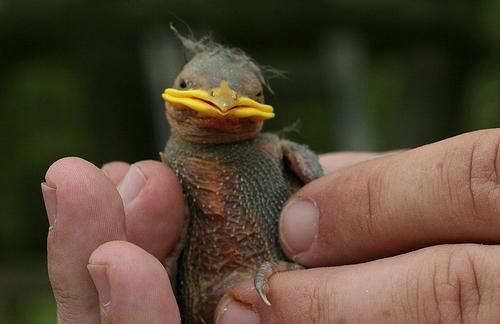 Starling's Nestlings: hvordan man fodrer?