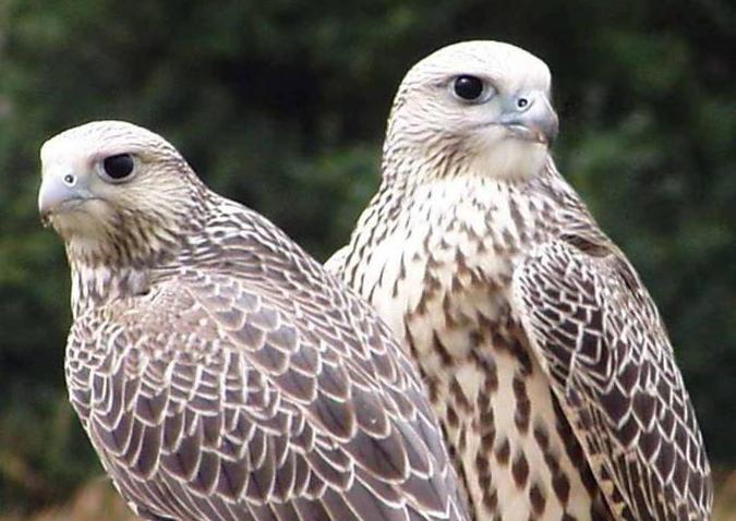 Saker Falcon