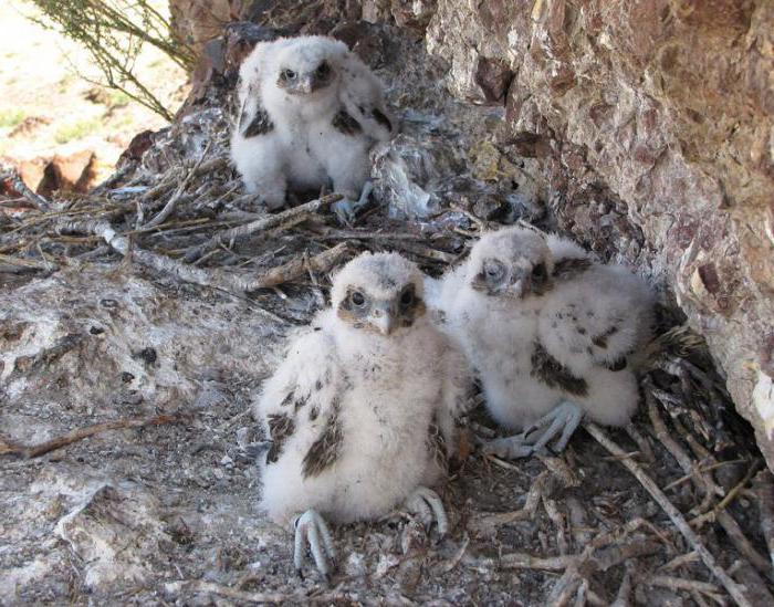 Saker Falcon Bird of Prey