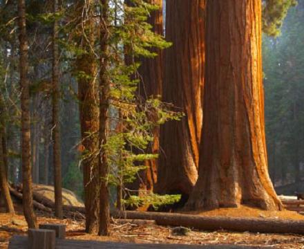 Sequoia tree billeder