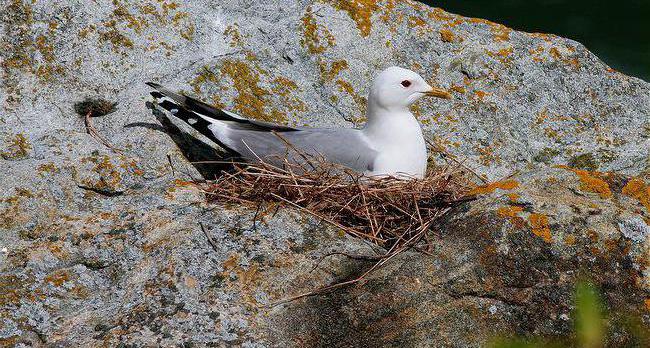 måge gull larus canus