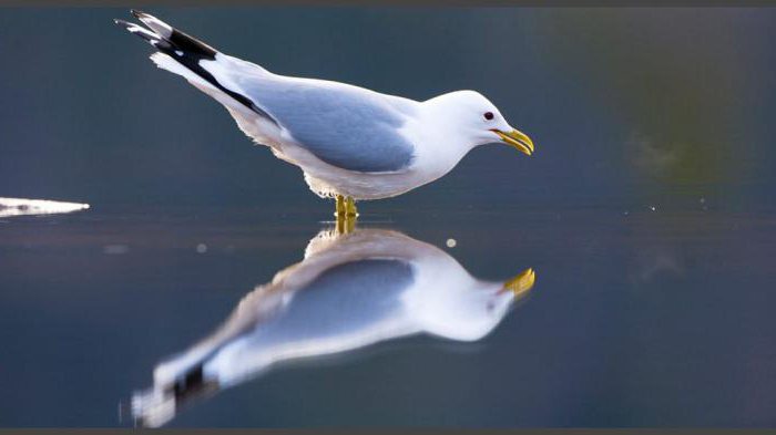 Seagull Gull: beskrivelse, funktioner og habitat