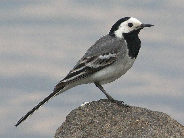 Wagtail: en trækfugl eller ej? Vi ved sikkert!