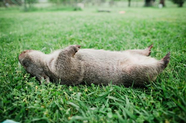 wombat dyr australien