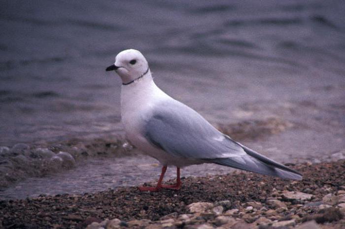 statlige naturreservat porneisk