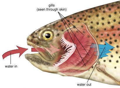 Åndedrætssystem af fisk. Funktioner af strukturen af ​​fisk