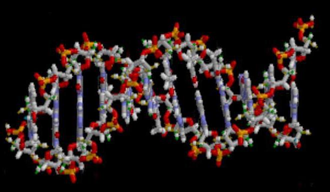 på hvilket niveau er genmutationerne