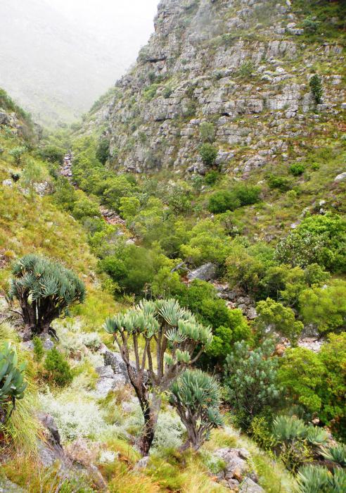 hvor er Cape Mountains 