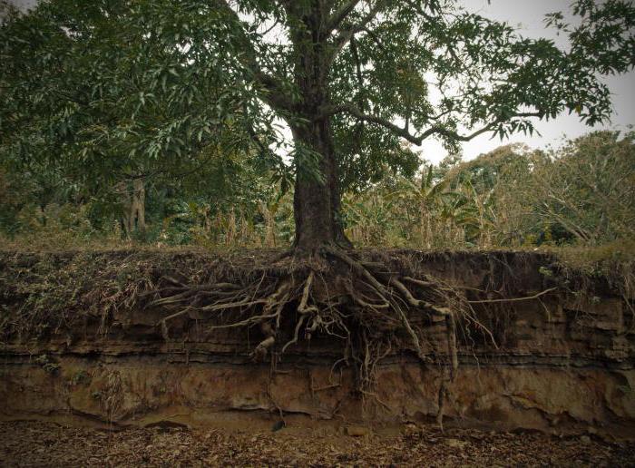 Root: Rotenes struktur. Typer af rødder (biologi)