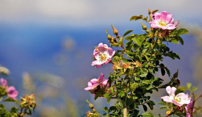 Bestil Rosaceae: blomst, formel