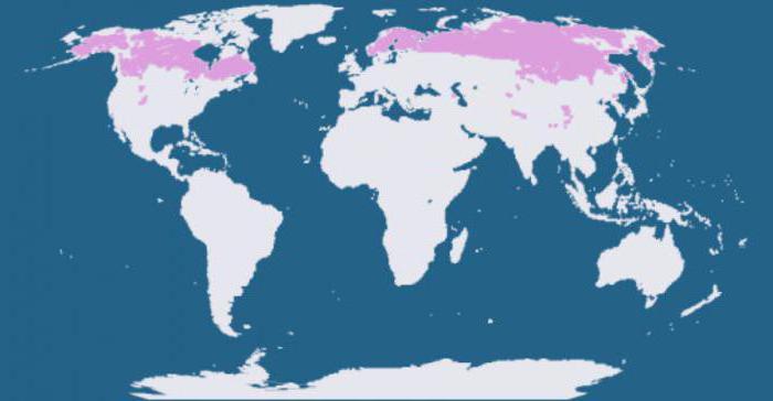 subarctic belt