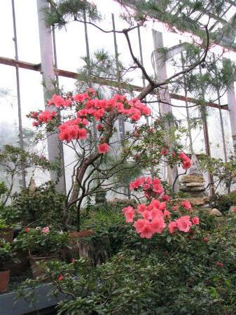 Rafflesia arnoldi i Petra den Store Botaniske Have