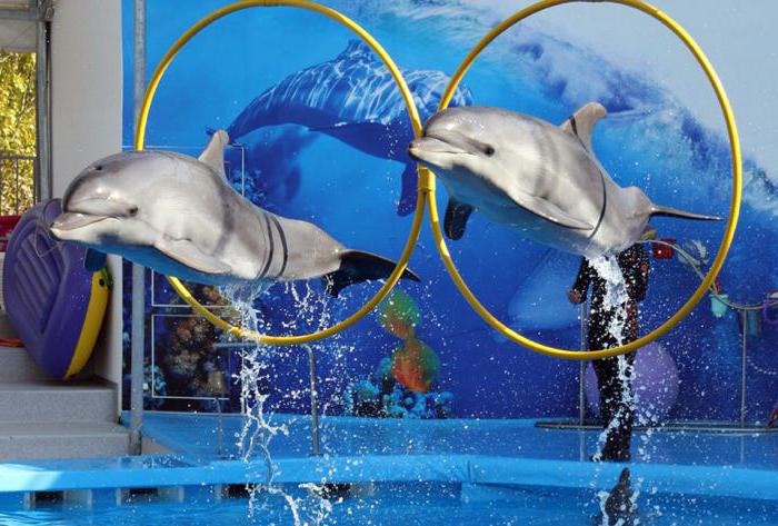 Sochi Dolphinarium i Adler