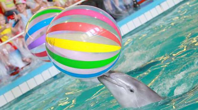 At besøge Yaroslavl Dolphinarium er en eksplosion af glæde og positive følelser!