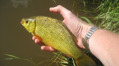 Hvor og hvordan er den crucian karpe fanget?