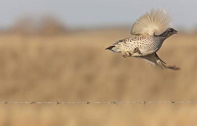 Den mest interessante ting er at jagte efter sorte grouse i efteråret