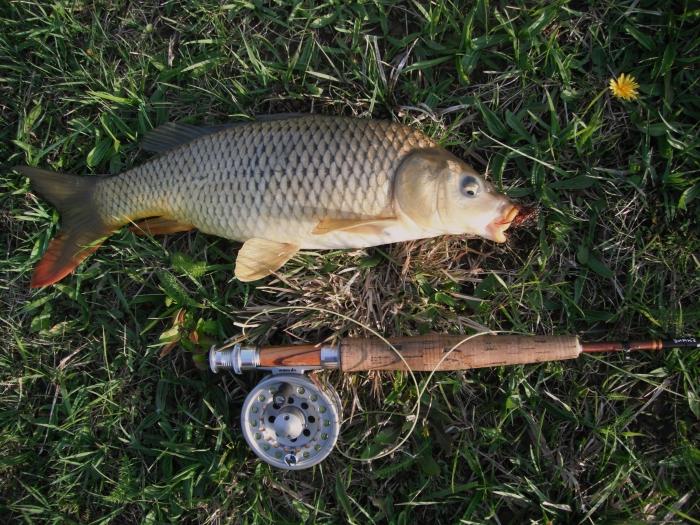 Carp fiskeri på brystvorten