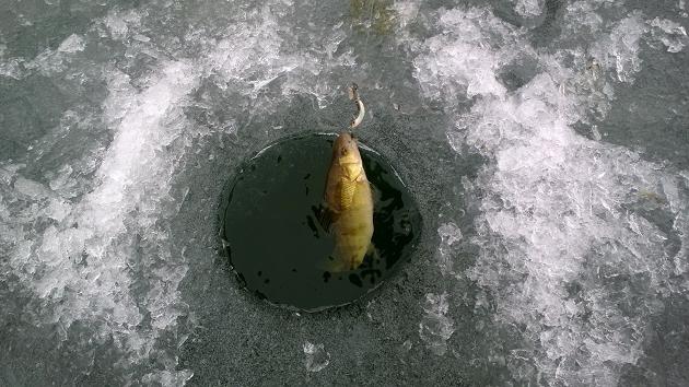 Fangende aborre på den første is på balancer, trolling eller mormyshku. Vinterfiskeri af aborre