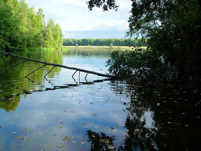 Verkhnoruzskoe Reservoir: beskrivelse, fiskeri og fotos