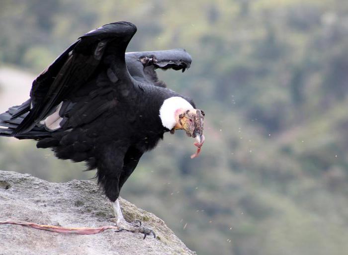 Våbenskjold i Colombia. Statens nationale symboler