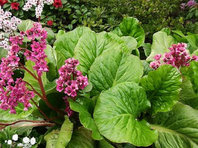 Badan - medicinske egenskaber ved Altai-planten