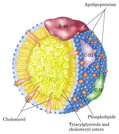 atherogenic indeks