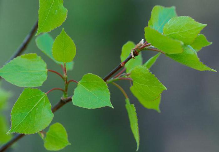 Aspen bark fra parasitter: hvordan man tager?