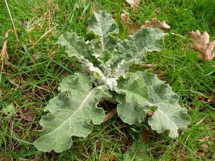 burdock rødder