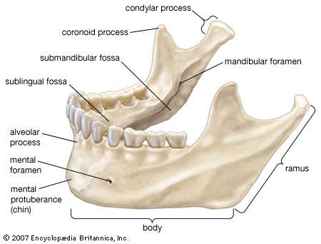 Kraniet knogler: menneskelig anatomi