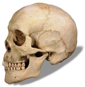 Menneskelige kraniet knogler